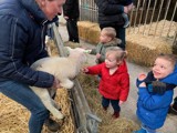 Kinderen aaien een lammetje.