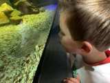 Kind kijkt naar een vis in het aquarium.