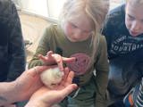 Kinderen met kuikens.